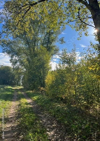 Obraz Sun light through the trees 