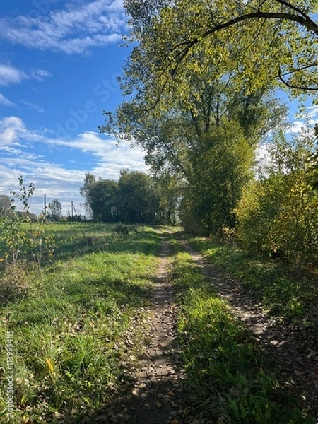 Obraz path in the forest