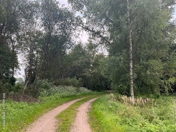 Obraz path in the woods