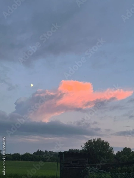 Obraz sunset in the garden 