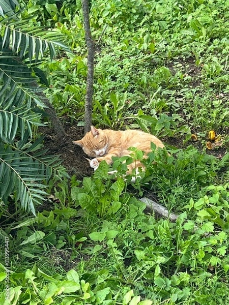 Obraz Sleeping cat in the garden 