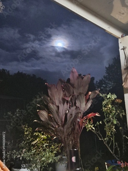 Obraz Full Moon Tea Leaf