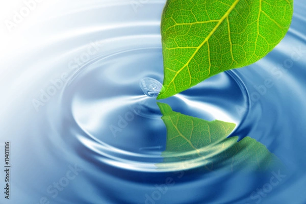 Obraz Green leaf touching water