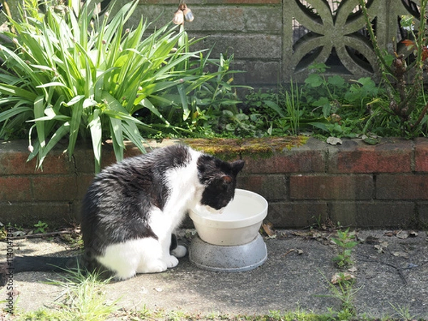 Obraz a white and black cat drinking water from a bowl in a garden