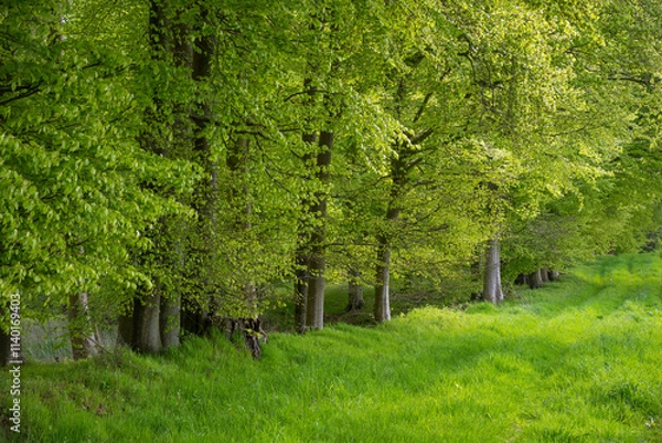 Obraz Waldrand im Frühling, Waabs, Schleswig-Holstein, Deutschland