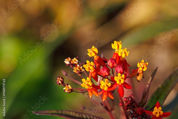 Obraz 夕焼けと唐綿の花