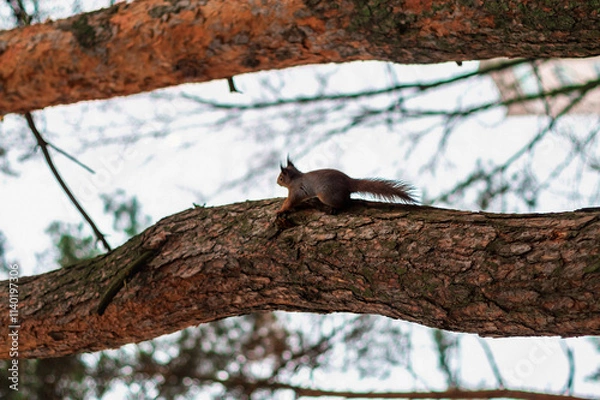 Fototapeta squirrel running up a tree trunk