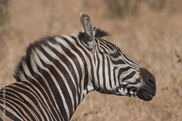 Fototapeta zebra shake