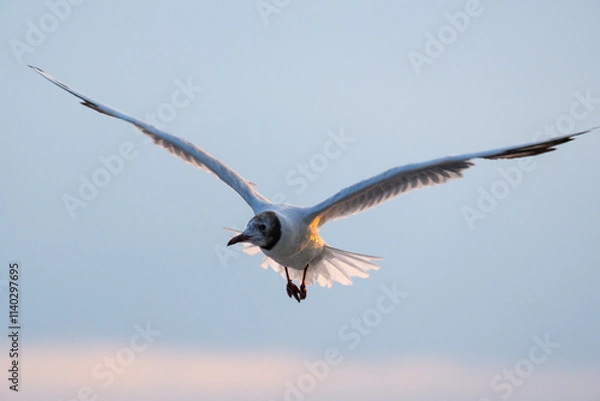 Obraz seagull