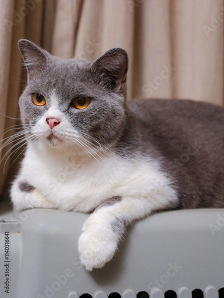 Fototapeta Cute blue with white British Shorthair cat kitten, sitting up side ways