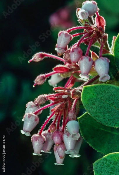 Obraz Bearberry