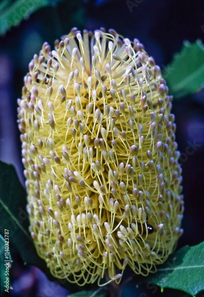 Obraz Banksia
