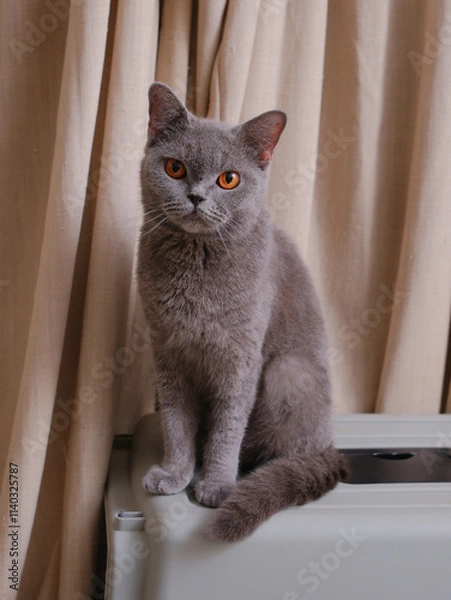 Fototapeta Portrait of a British short-hair cat with curtains on the background