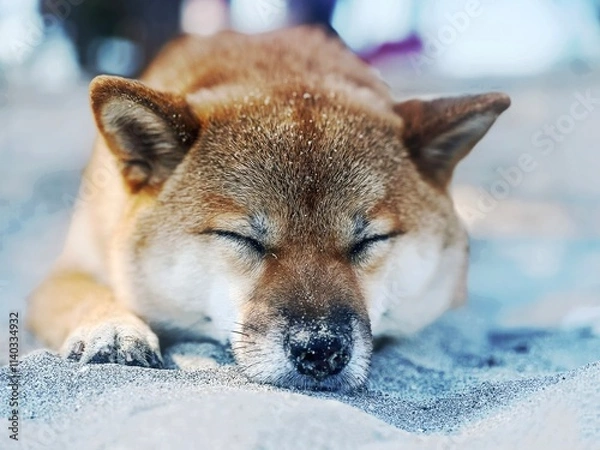 Fototapeta Adorable red Shiba Inu dog peacefully sleeping on a cozy bed in a bright, stylish bedroom. High-quality, pet-friendly image perfect for home decor or lifestyle projects. Copy space