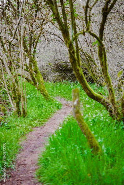 Fototapeta Pathway Through a Moss-Covered Forest with Green Grass