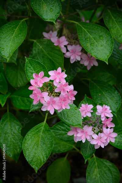 Obraz 雨の日の紫陽花　縦
