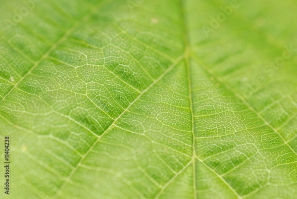 Obraz textured green leaf