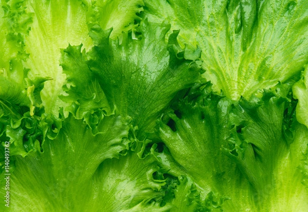 Obraz Lettuce vegetable leaves close up background