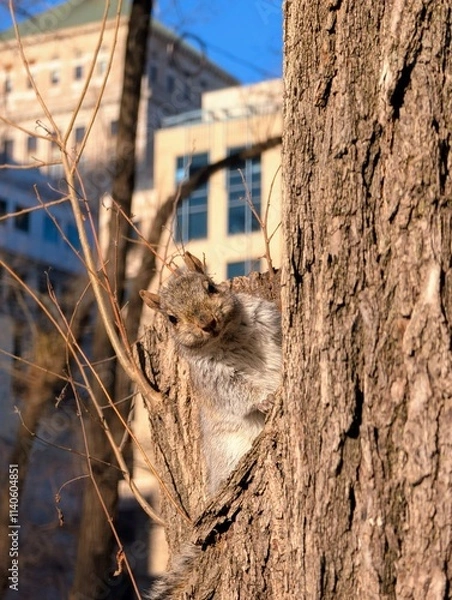 Fototapeta Curious Squirrel on Tree in Urban Park