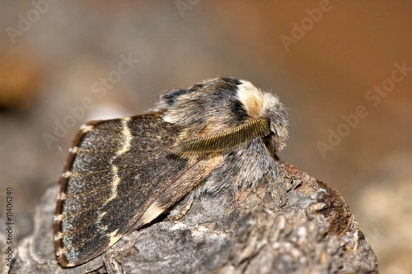 Obraz December moth