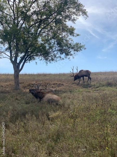 Fototapeta A tranquil wildlife scene featuring two elk in an open grassland. One elk rests in the shade of a tree, while the other grazes nearby under a clear blue sky.