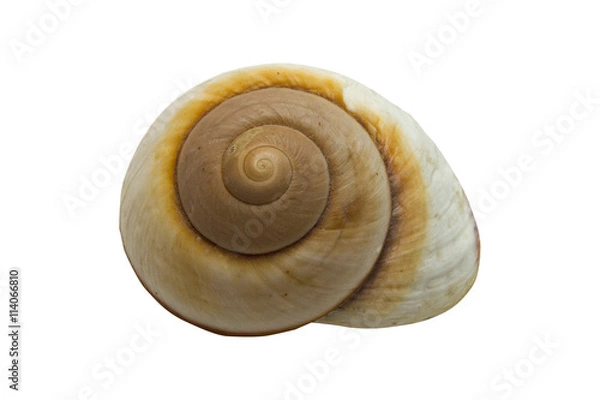 Fototapeta 
fossils and seashells isolated on a white background