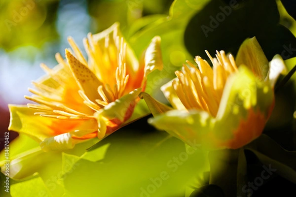 Fototapeta tulip tree