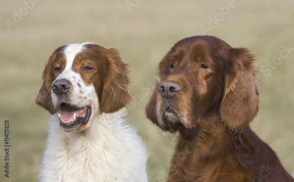 Obraz Irish setters