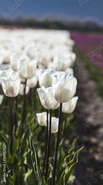 Obraz white tulips in the spring time