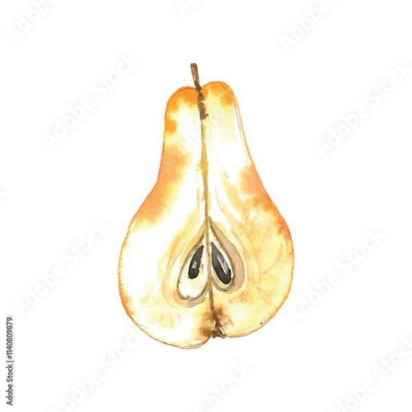Obraz pear isolated on white background/ Vector watercolor illustration
