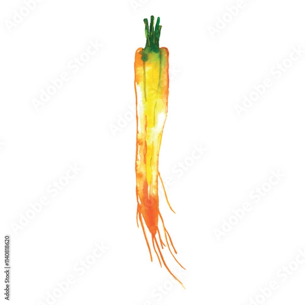 Obraz carrots isolated on white. Vector watercolor illustration