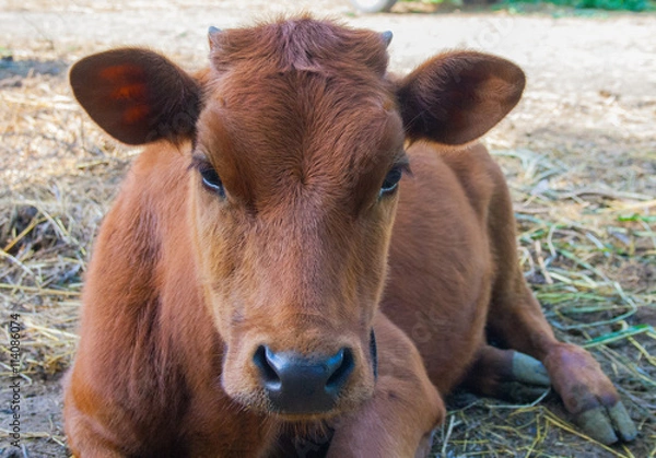 Obraz Red heifer in the pasture