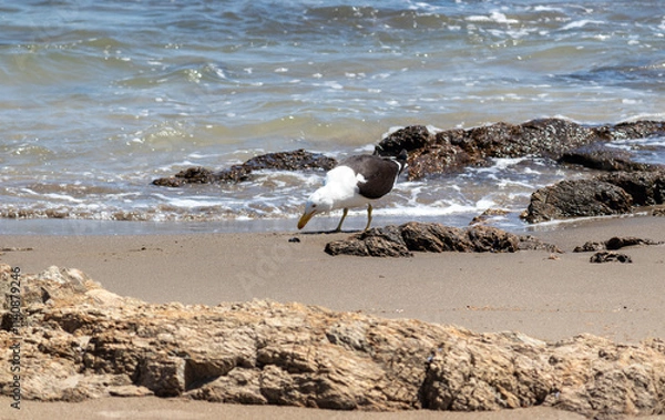 Fototapeta A seagull eating a fish on the beach of Punta del Este in Uruguay.	