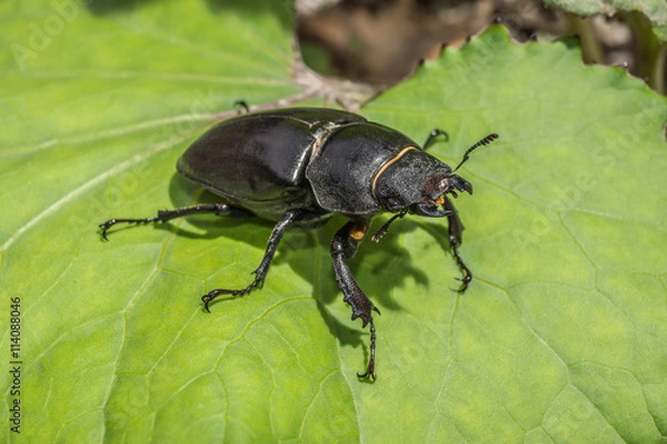 Obraz Hirschkäfer Weibchen