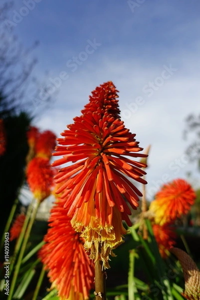 Obraz Firepoker Flower in the garden