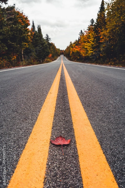 Obraz Low angle photography of a single fallen leaf on the asphalt road during canadian autumn
