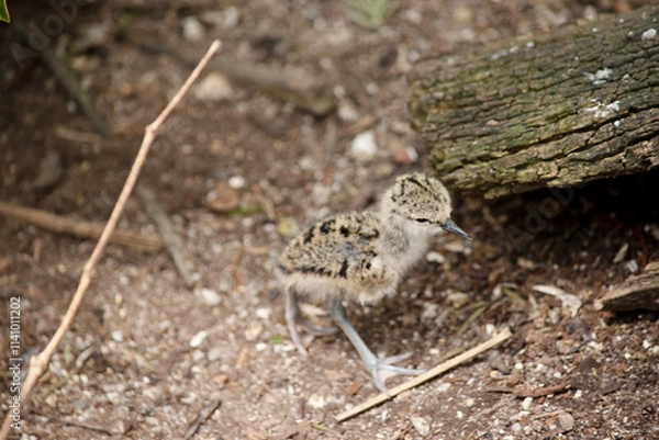 Fototapeta the black winged stilt chick  is looking for its mother