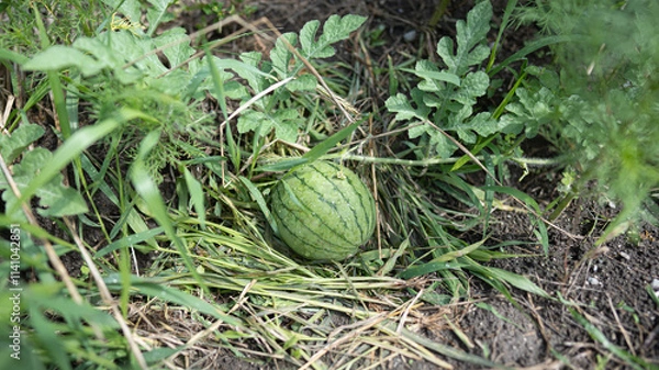 Fototapeta スイカ