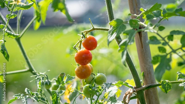 Obraz ミニトマト