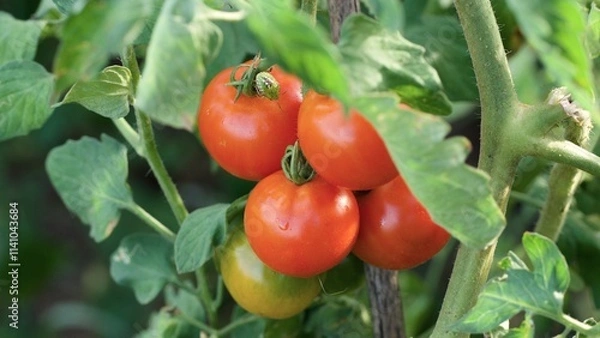 Obraz OLYMPUS DIGITAL CAMERA