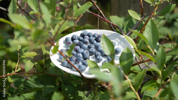 Obraz OLYMPUS DIGITAL CAMERA