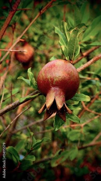 Obraz Tricky Cat Looking