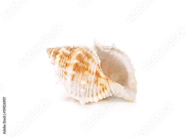 Fototapeta shells close up isolated on white background