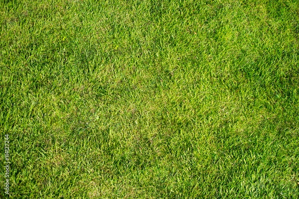 Obraz 芝生の素材