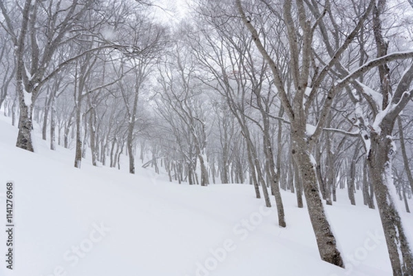 Fototapeta 厳冬のブナの森