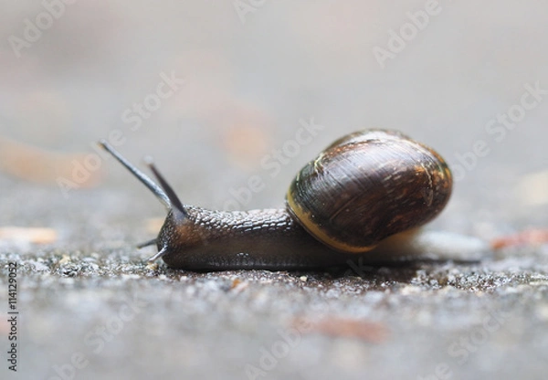 Obraz snail on asphalt