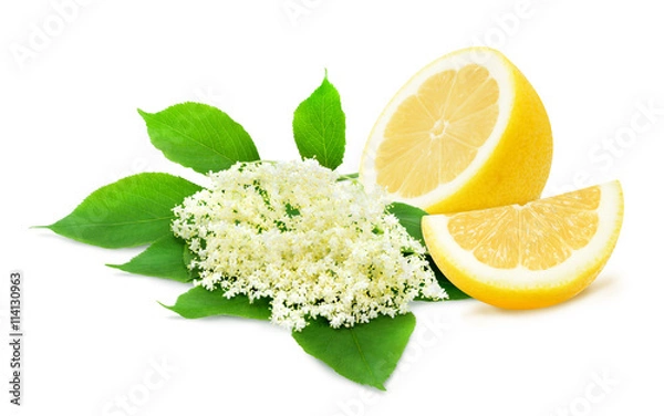 Fototapeta Sprig of sambucus with green leaves and half of lemon isolated on a white background. Ingredients for syrup. Design element for product label, catalog print, web use.