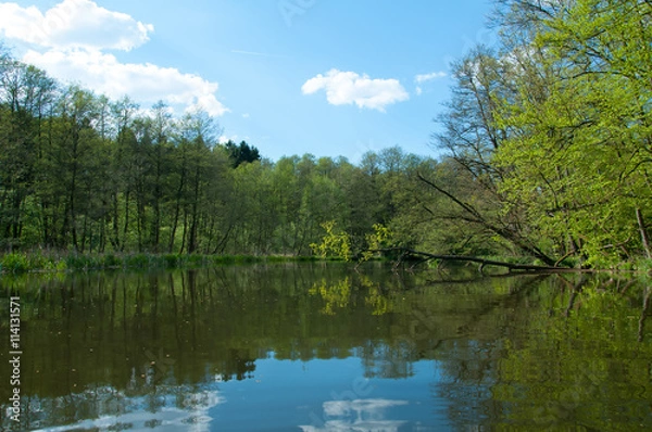 Fototapeta River and spring forest