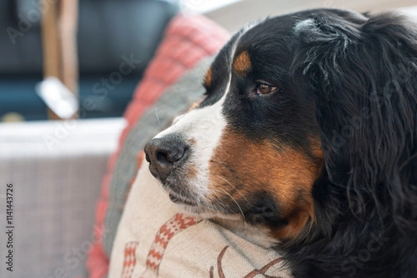Obraz Bernese Mountain Dog