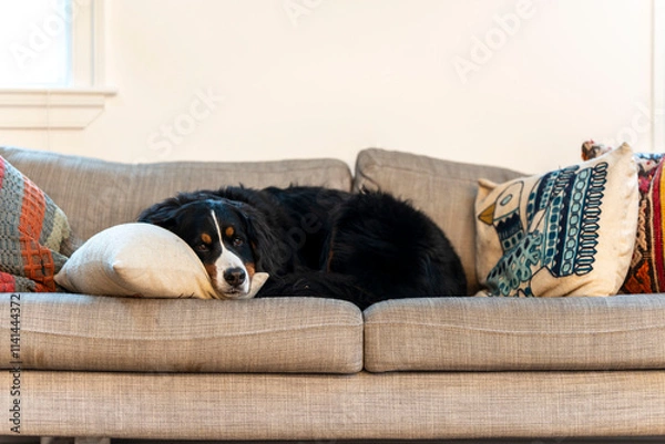 Obraz Bernese Mountain Dog on couch